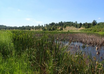 Inland wetlands created along the Western Shoreline provide suitable habitat near the lake for amphibians, reptiles and small mammals.