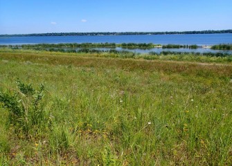 Native vegetation continues to become established along the Western Shoreline.