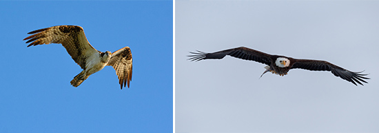 Left: "A Fish's Last View" - Osprey by Walter Freeman. Right: “Wind Walker” - Bald Eagle by Greg Craybas.