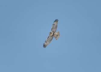 "Red Tail Hawk Glide"Photo by Gregory A. Craybas