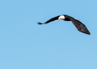 "Aerial Surveillance"Photo by Gregory A. Craybas