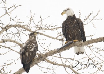 "Hierarchy"Photo by Diana Whiting