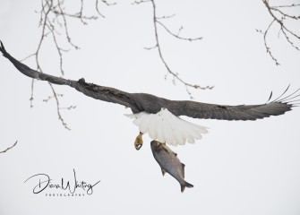 "The Catch"Photo by Diana Whiting