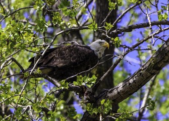 "Bald Eagle"Photo by John DeNicola