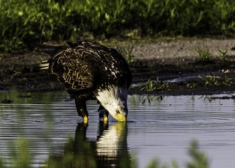 "Morning Refreshment"Photo by John DeNicola