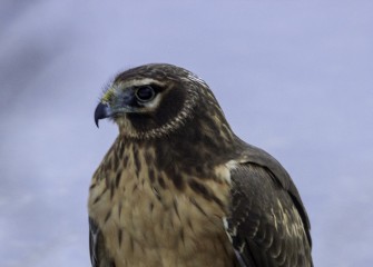 "Northern Harrier"Photo by John DeNicola