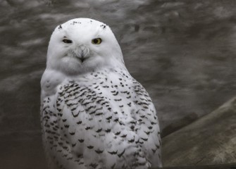 "Snowy Owl"Photo by John DeNicola