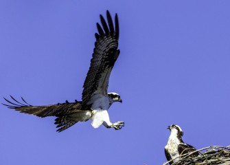 "Homecoming"Photo by John DeNicola