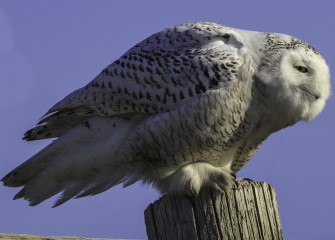 "Snowy Owl"Photo by John DeNicola