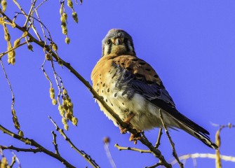 "American Kestrel"Photo by John DeNicola