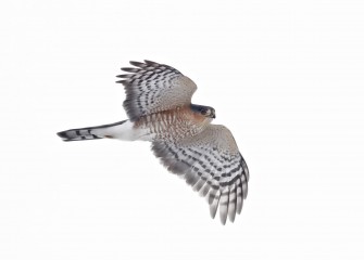 "Patrol"Sharp-shinned HawkPhoto by Jonathan M. Kresge