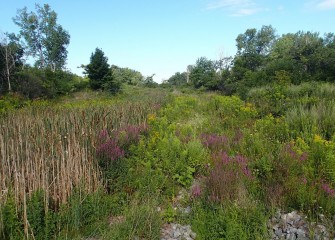 The work upstream near Harbor Brook has improved habitat in the Onondaga Lake watershed.