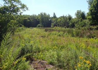 Native species are helping restore habitat at Harbor Brook that was once dominated by invasive species.