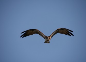 "You're In My Space"OspreyPhoto by Phillip Bonn