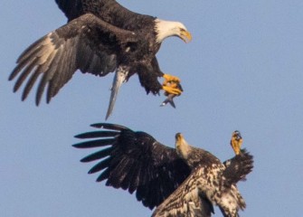 "The Steal, Eyes on the Prize"Photo by Joseph Karpinski