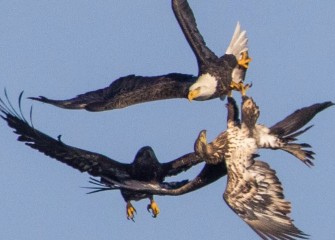 "Fishing, A Contact Sport"Photo by Joseph Karpinski