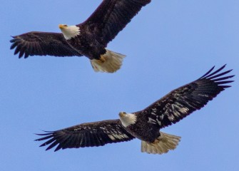 "Come Fly With Me"Photo by Joseph Karpinski