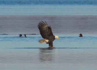 "The Eagle has Landed"Photo by Joseph Karpinski