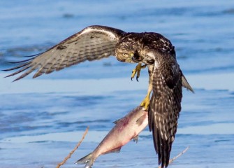 "Fly Fishing"Photo by Joseph Karpinski