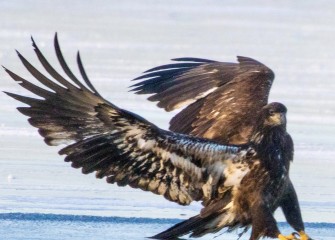 "Eagles On Ice"Photo by Joseph Karpinski