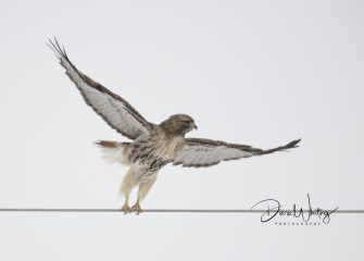 "Red Tail Ballet"Photo by Diana Whiting