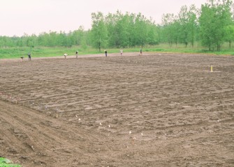 Field for Shrub Willows