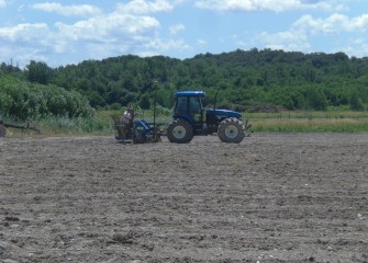 Willows are planted on new plot