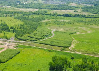 Shrub willows on Honeywell property