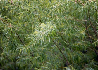 Shrub willows