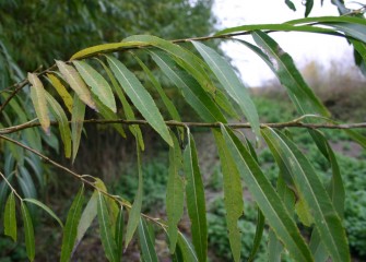 Shrub Willow