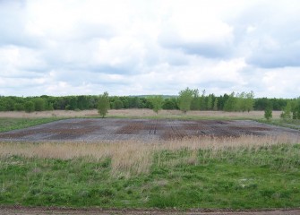 Shrub Willow Plot