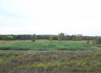 Shrub Willow Plot