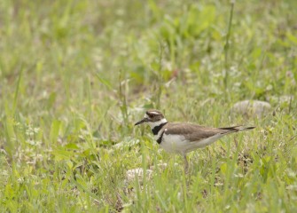 A Killdeer is spotted near the shoreline. Killdeer feed primarily on invertebrates such as worms, grasshoppers or insect larvae found on the ground or along the water’s edge.