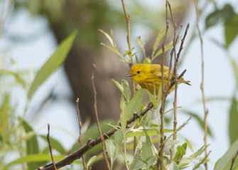 A busy male Yellow Warbler stops briefly on a branch nearby. Yellow Warblers prefer to breed in a thicket or wooded area near water or wetlands.