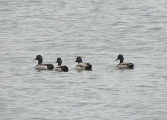 A group of Mallard drakes (males) swims along several hundred feet from the western shoreline.