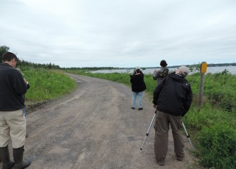 Over 40 species are identified on an Onondaga Lake Conservation Corps birding walk at the Western Shoreline. Among notable species recorded are Wood Thrush, Osprey,  Common Tern, and Bald Eagle.  A juvenile Bald Eagle is observed perched in a tall tree in the distance.