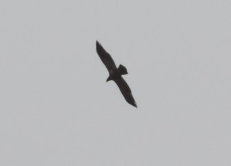 A juvenile Bald Eagle leaves its perch, circling high overhead as it moves along the shoreline. The Bald Eagle is estimated to be approximately two years old.