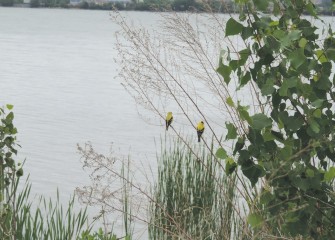 Two male American Goldfinches with full breeding plumage are spotted near the water’s edge.