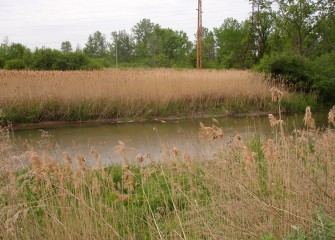 Geddes Brook western floodplain