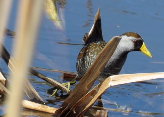 A Sora is spotted during the inventory. The Sora is a migratory, secretive marsh bird in Central New York during its breeding season.