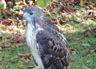 A Red-tailed Hawk rests on its perch near a bird bath, quietly observing the many visitors that come by.