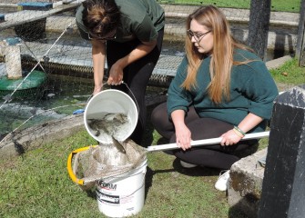Shannon Stanek (left) and Heather Twomey, volunteers with Onondaga County Parks at Carpenter’s Brook Fish Hatchery, count and afterwards weigh Rainbow Trout as part of the trout monitoring program.