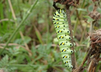 An Eastern black swallowtail caterpillar  is spotted in restored habitat along the shoreline near Nine Mile Creek.