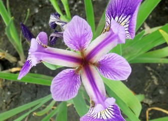 The native northern blue flag iris grows in wet shoreline soils. Its colorful flowers attract pollinators. According to the U.S. Forest Service, loss of habitat threatens many of the country’s native irises.