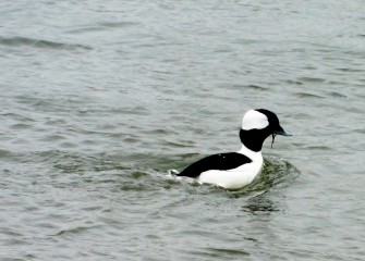 A male Bufflehead feeds in the open water at Nine Mile Creek. The Bufflehead is North America’s smallest diving duck.