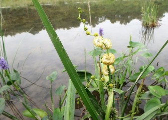 American bur-reed (yellow flowers), a marsh species, has tubers used historically for food and medicinal purposes by certain Native American people.