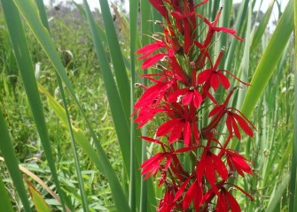 The striking red blooms of the native cardinal flower attract hummingbirds, which feed on the plant’s nectar.