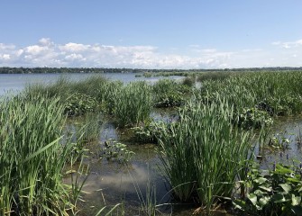 Native vegetation, such as bulrush and pickerel weed, was planted in shallow-water areas of Onondaga Lake to improve the fishery.