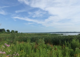 Approximately 167,000 native plants, including several thousand trees and shrubs, were planted in wetlands and shoreline habitat along the southwest shoreline.