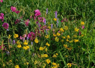 Colorful vegetation including everlasting pea (pink), birdsfoot trefoil (yellow), and cow vetch (purple) thrives at LCP Wetlands.